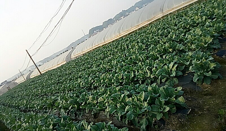 湖南鐘情餐飲管理有限責任公司,餐飲管理,鐘情餐飲管理,團體膳食,大學食堂,學院食堂,學校餐飲 湖南鐘情餐飲管理有限責任公司,餐飲管理,鐘情餐飲管理,團體膳食,大學食堂,學院食堂,學校餐飲